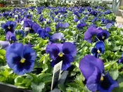 4" purple pansy