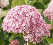 Hydrangea Arborescens Bubblegum