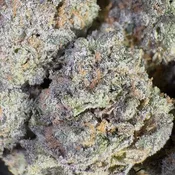 Oishii | 3.5 Grams | Indica