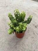 4″ Lipstick Curly