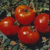 Abe Lincoln Tomato Seeds