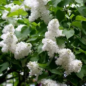 Angel While Lilac