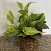 Golden Pothos Plant
