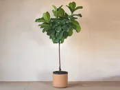 Ficus Lyrata — Mother Co., Plants