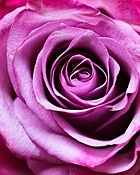 * Valentine’s Arrangement