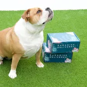 𝐃𝐨𝐠 𝐌𝐨𝐦 𝐌𝐲𝐬𝐭𝐞𝐫𝐲 𝐁𝐨𝐱 (10+ items for dogs & their amazing moms!)