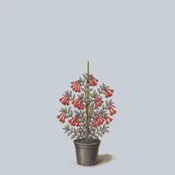 Alabama Crimson Trumpet Honeysuckle