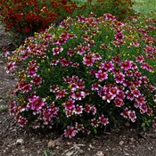 Coreopsis Zesty Zinger - Tickseed
