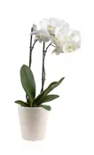 Pure White Orchid