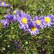 Aster novae-angliae 'Kickin Lavender' ~ Kickin Lavender New England Aster