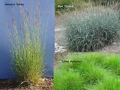 PT 402 Native Riparian Mix