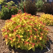 Double Play Candy Corn Spirea