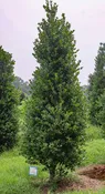 Ilex x 'Carolina Sentinel' ~ Carolina Sentinel Holly