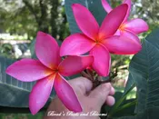 Abby’s Pink- Limited!