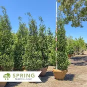 American Pillar Aborvitae - Thuja occidentalis 'American Pillar'