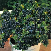 Top Hat Blueberry