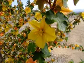 Fremontodendron 'Pacific Sunset', Flannel Bush