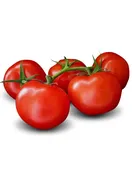 Ace 55 Tomato Heirloom Seed (Solanum lycopersicum)