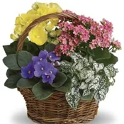 Basket of Blooming Plants