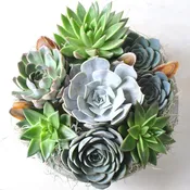 Boston succulents for delivery — Rouvalis Flowers & Gardens | Boston & Winchester Flower Delivery & Boutique
