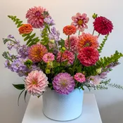 Darling Dahlia