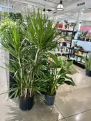 12″ Drac Marg Character/Stump — the plant gays