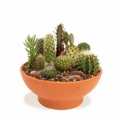 El Paso — Cactus & Tropicals