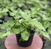 Hart's Tongue Fern (4" Pot) (Asplenium scolopendrium)