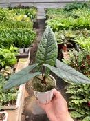 Alocasia ‘Scalprum’