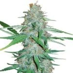 Astounding White Widow Fast Feminized Seeds - Kind Seed Co