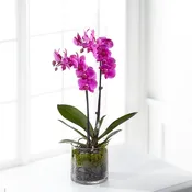 Pink Orchid Plant