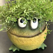 Frog Planter