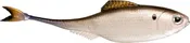 6th Sense Fiction Shad