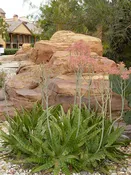 Lg. Hawaiian Soap Aloe Plant (aloe saponaria)