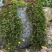 Othonna capensis ‘Ruby Necklace’