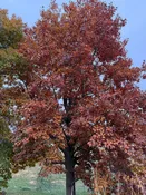 Northern Red Oak