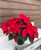 10" RED POINSETTIA