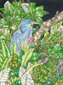 Barbara Weets: Lousiana Heron Corkscrew Swamp