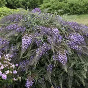 Buddleia Lilac Cascade 2 gallon pot