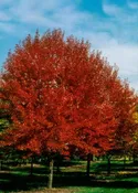 Acer rubrum 'Brandywine'