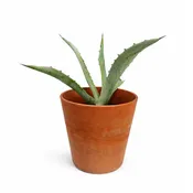 Agave Americana