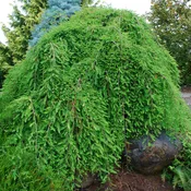 Bald Cypress ' Falling Waters'
