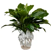10″ Peace Lily