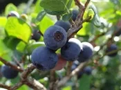 BONITA Blueberry (bare root)