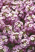 Alyssum Clear Crystal Lavender Shades CT