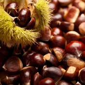 American Chestnut