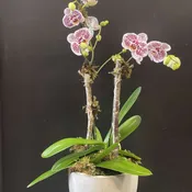 In the Foothills orchid