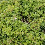 Creeping Thyme Pink Chintz<br>(Thymus serpyllum)<br>Flat of 18 Cells