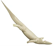 ALG-165 ALLIGATOR