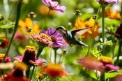 10 Hummingbird Plants